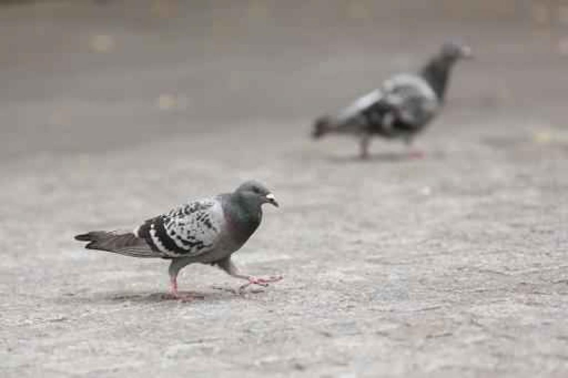 Uitbraak van paramyxo vastgesteld bij Luikse duivenmelker