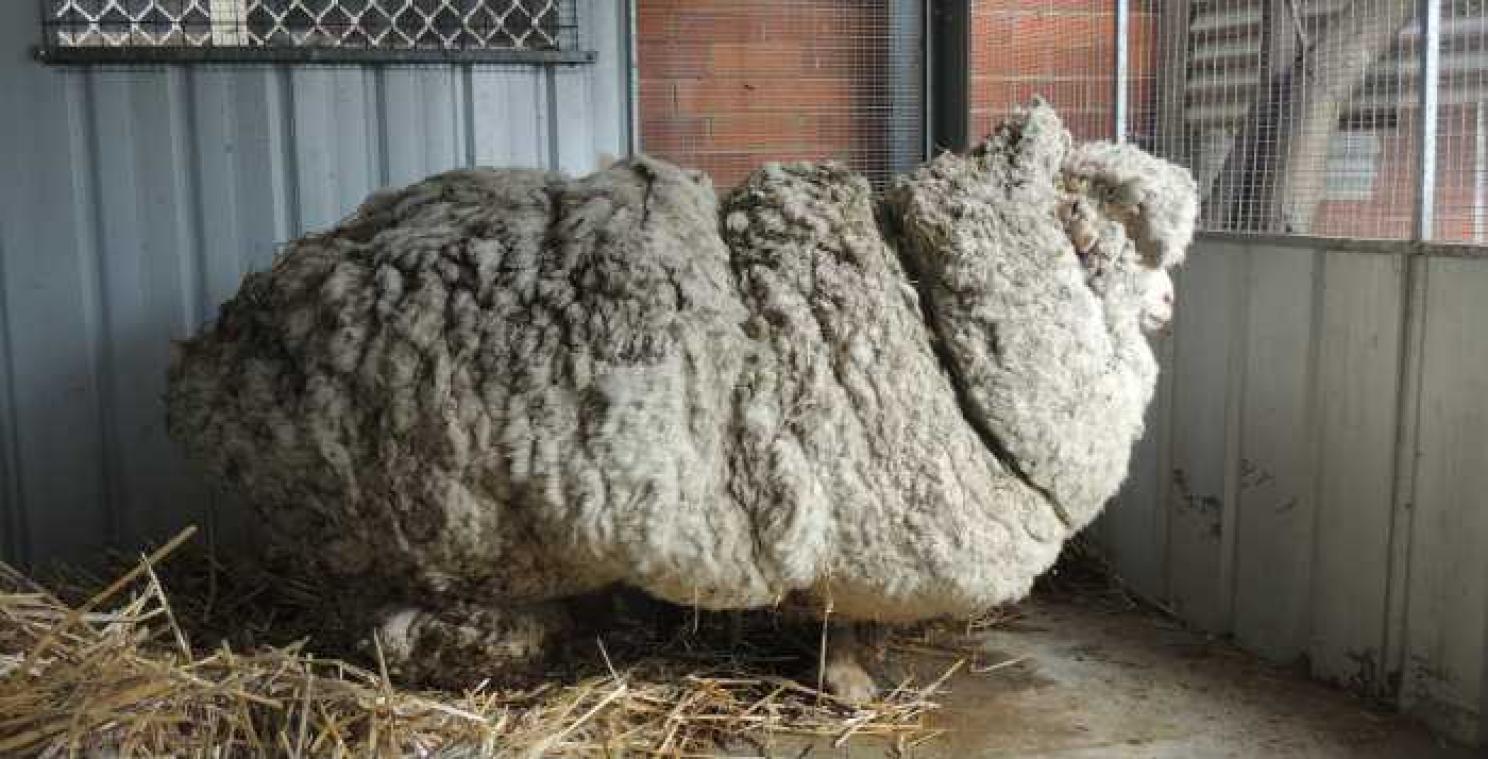 Arm schaap verlost van 40 kilo wol