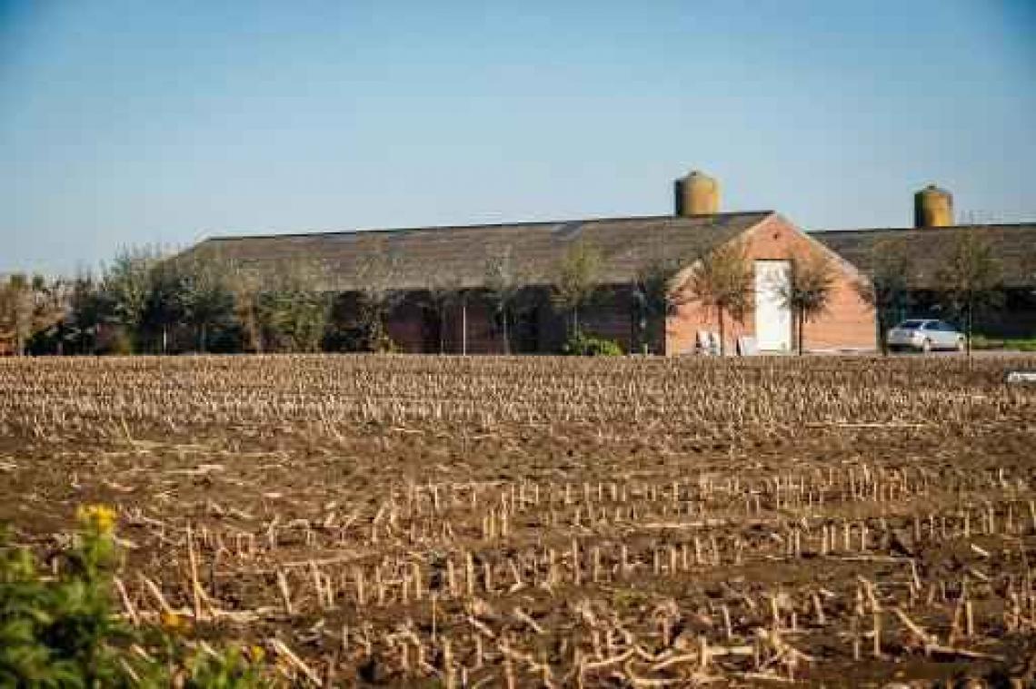 Kippenbedrijf Wingene: geen ernstige inbreuken vastgesteld tijdens inspectie