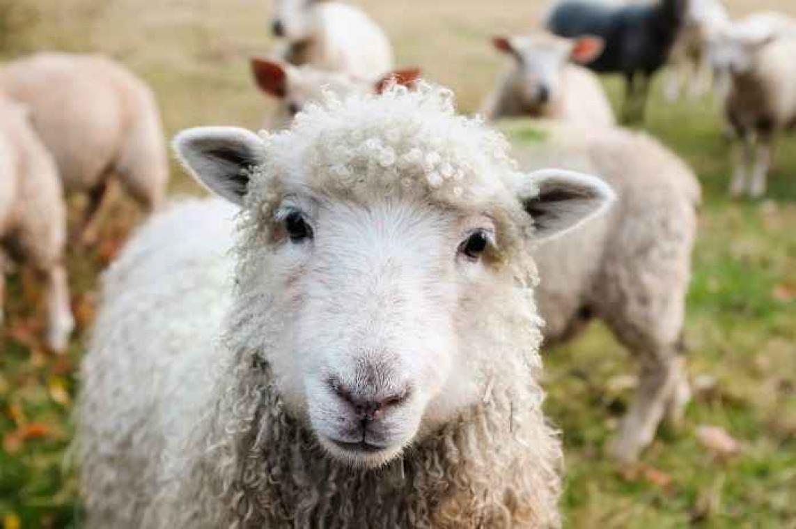 Schapen kunnen het gezicht van Obama herkennen