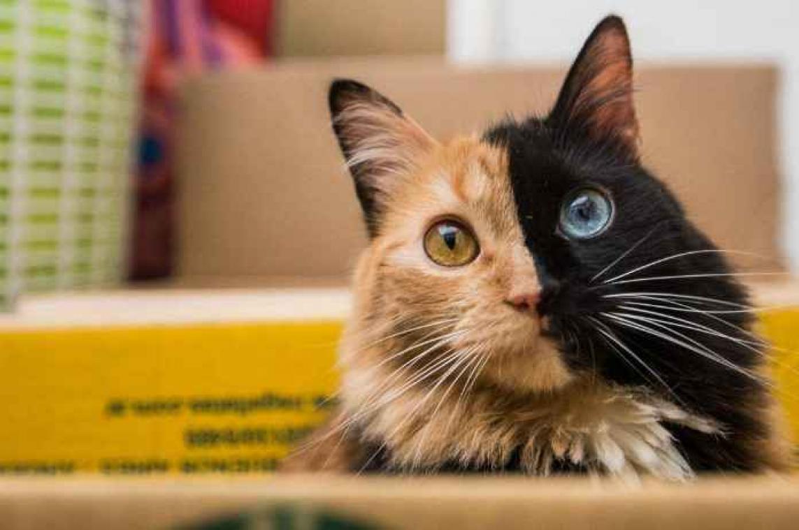 Quimera, de kat met twee gezichten