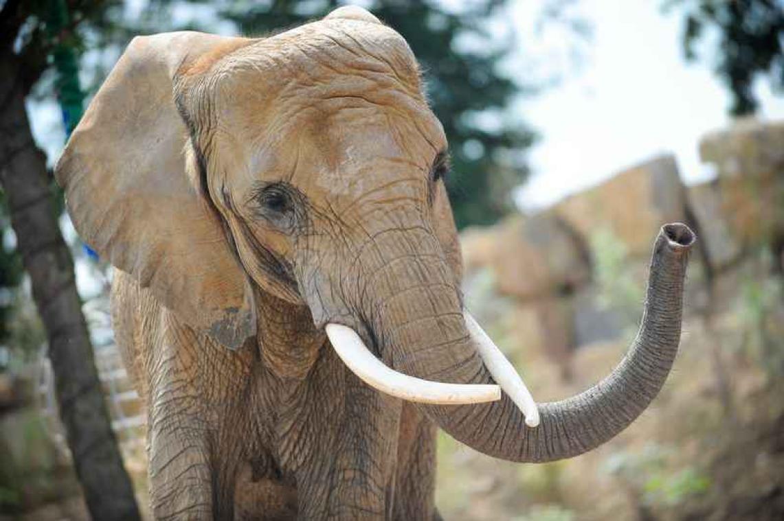 Olifant moet op tandartsbezoek