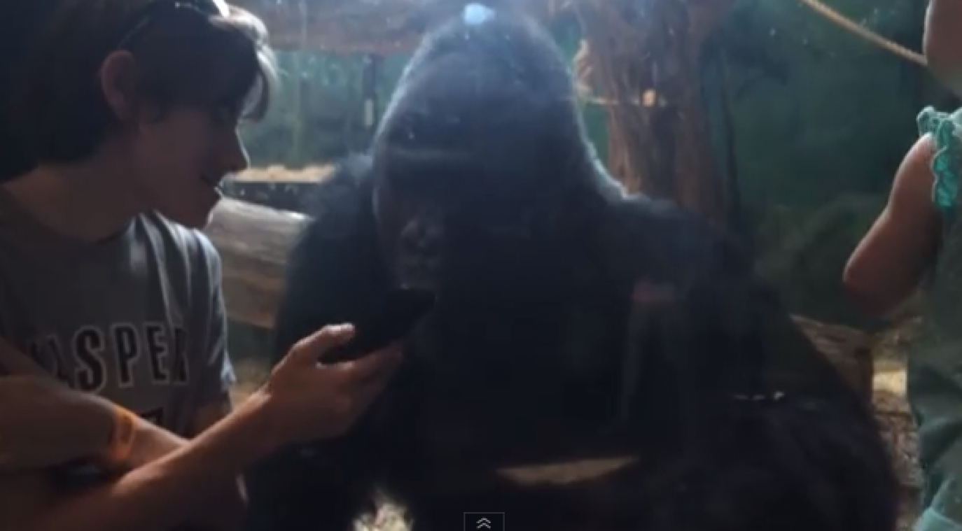 Man toont gorilla in zoo andere gorilla's op zijn smartphone