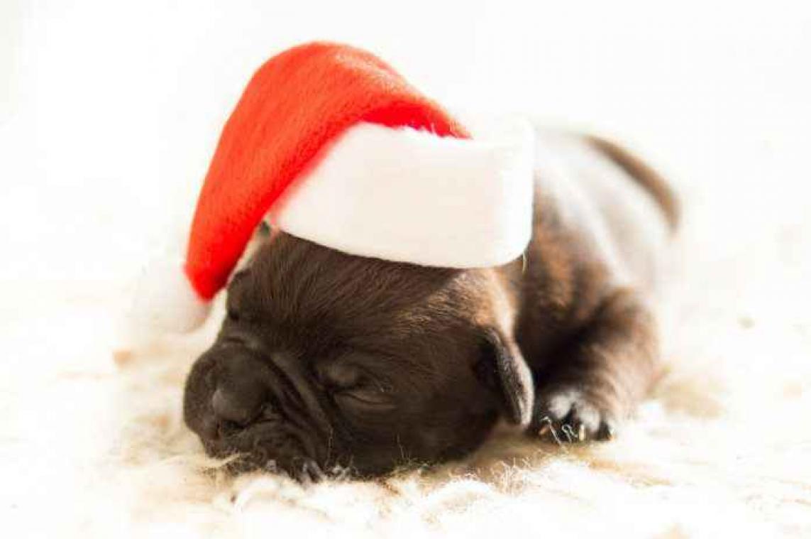 IN BEELD. Deze honden zijn helemaal klaar voor de feestdagen
