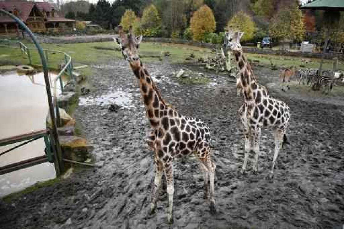 Vijfhonderd bezoekers bij heropening van Olmense Zoo