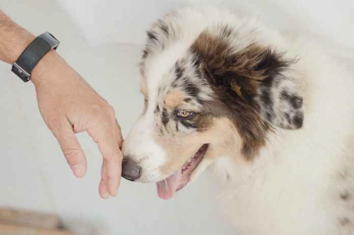 Honden doen singles langer leven