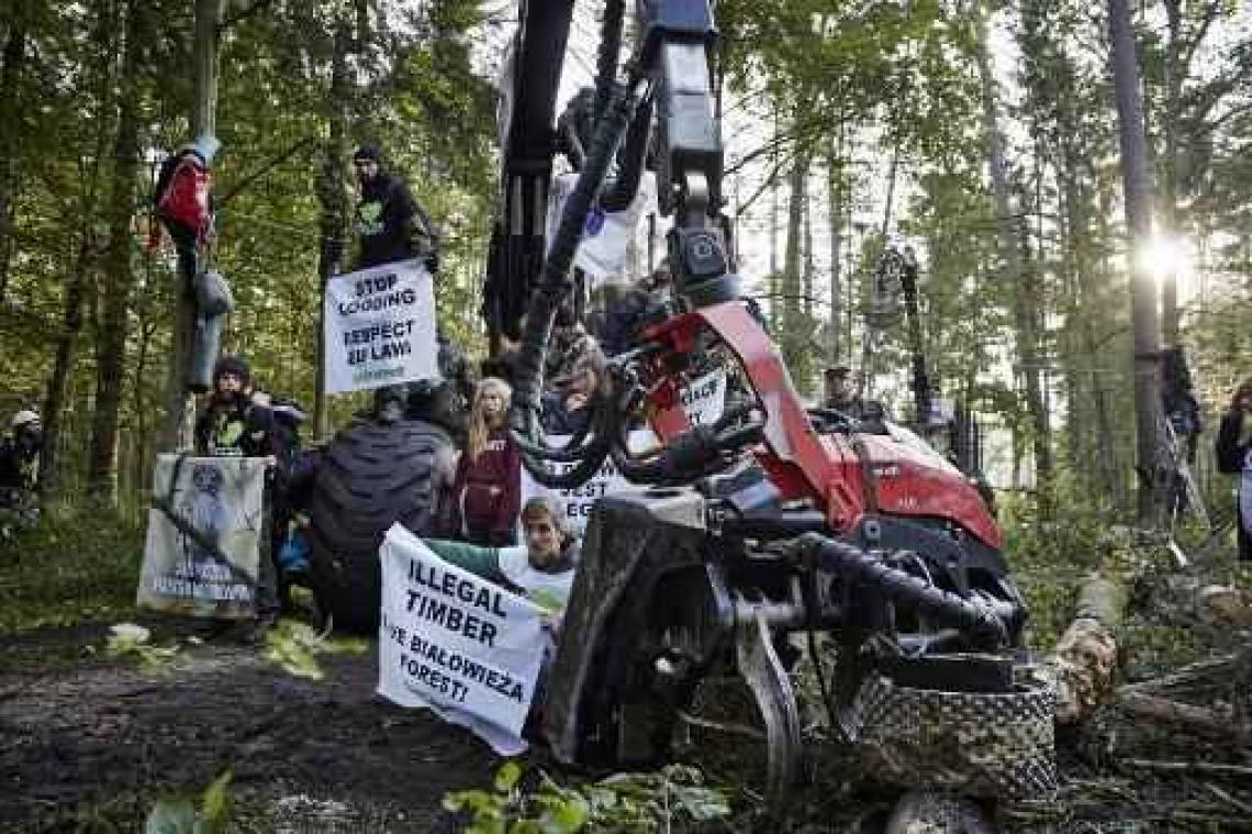 Europees Hof dreigt met zware dwangsommen als Polen oerbos blijft kappen