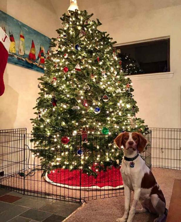 IN BEELD. Manieren om de kerstboom te beschermen tegen huisdieren