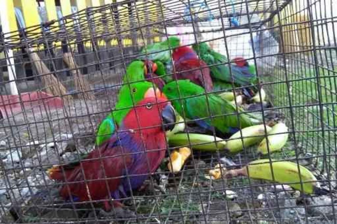 Wereldwijde handel in wilde vogels nam na EU-ban drastisch af