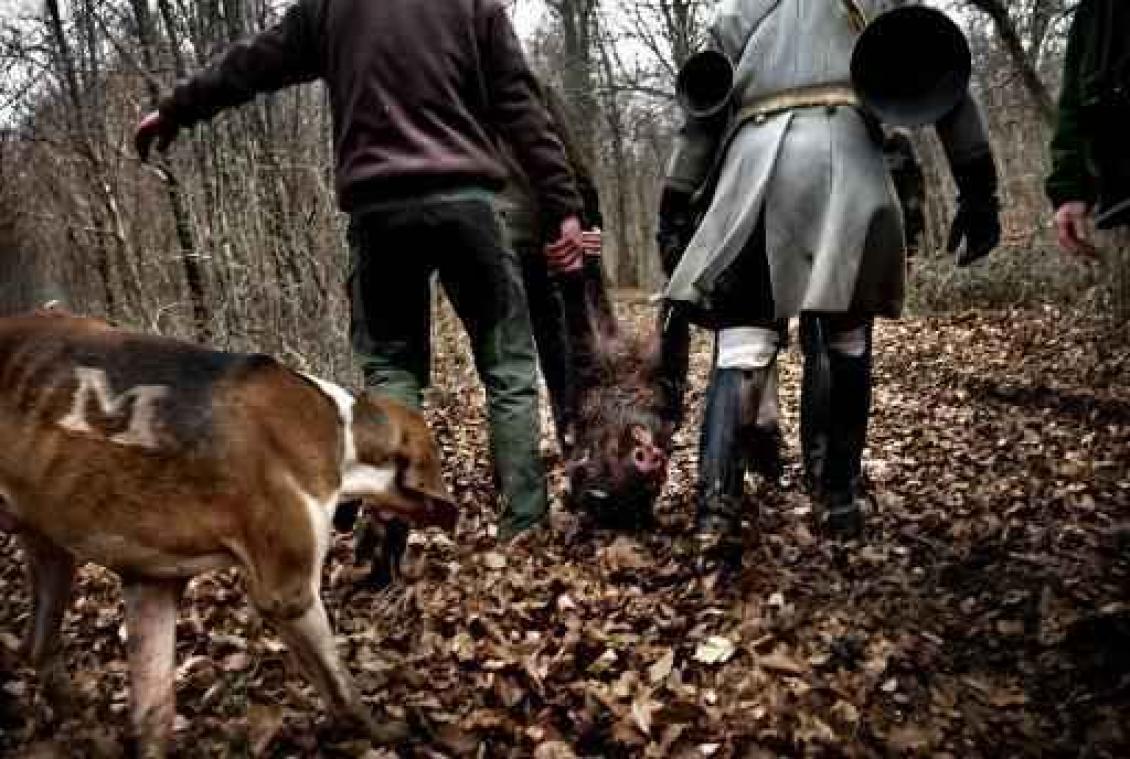 "Boete voor jagers die te weinig everzwijnen schieten"