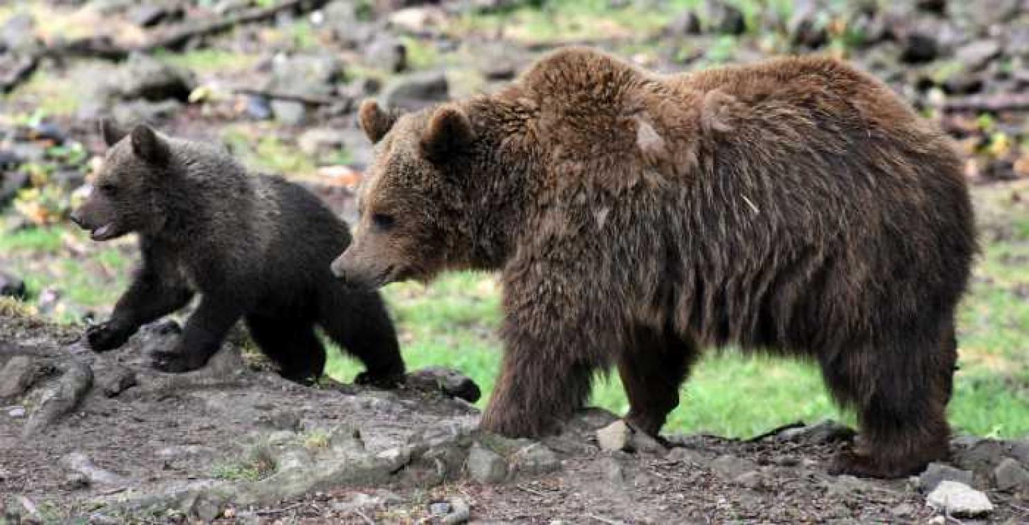 Amerikaanse natuurpark sluit de deuren wegens selfies