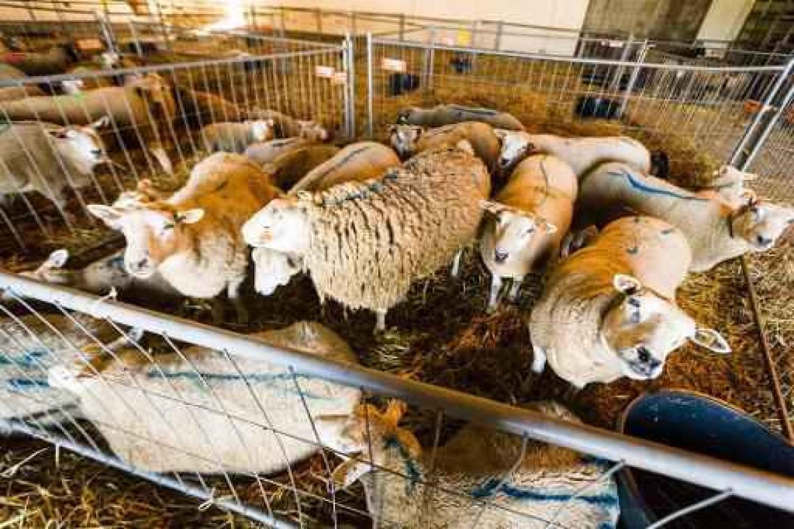 "Enkel ritueel slachten in erkende slachthuizen is geen inbreuk op godsdienstvrijheid"