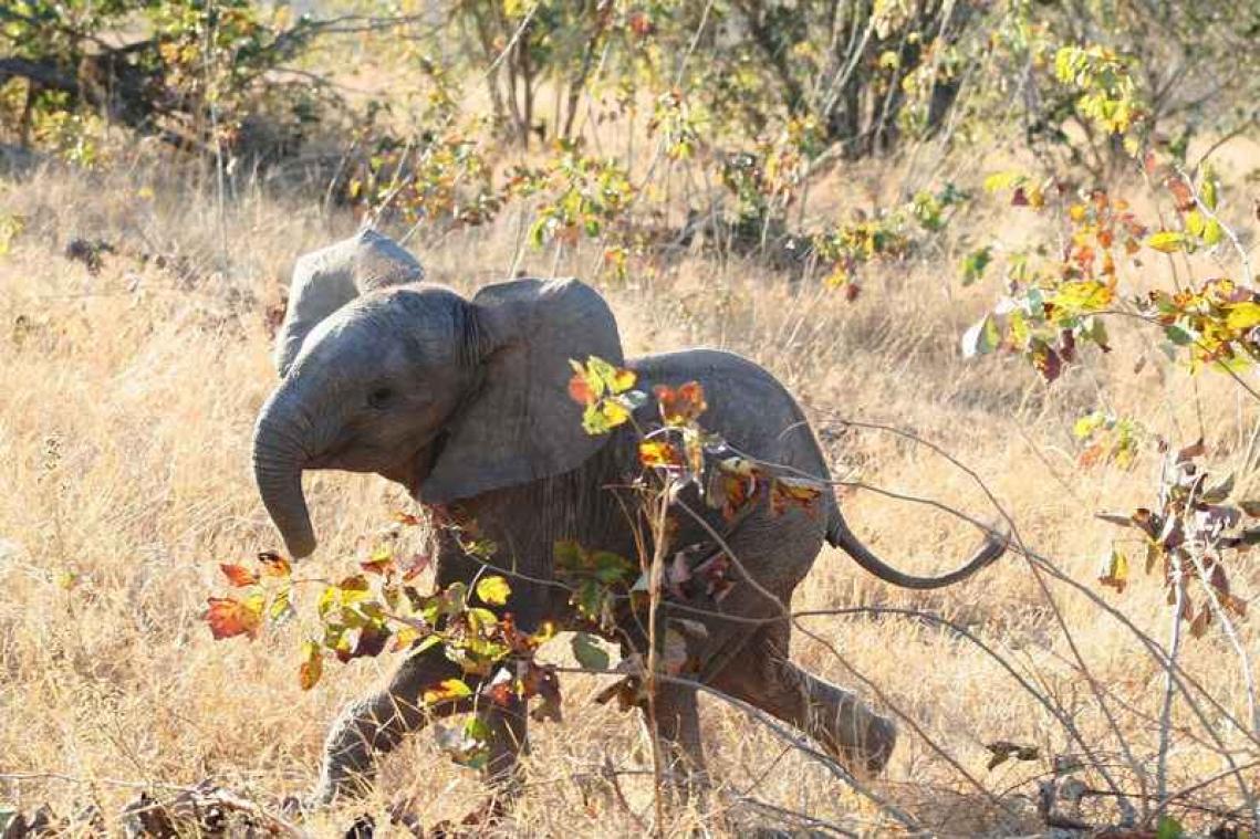 VIDEO. Mama olifant bedankt de redders van haar baby