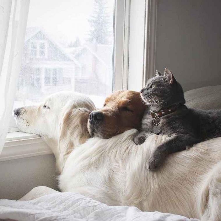IN BEELD. Deze twee honden en kat zijn de allerbeste maatjes