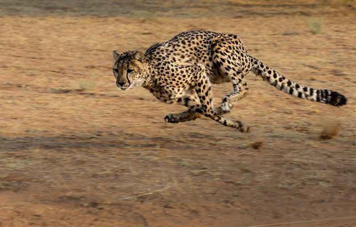 VIDEO. Cheeta vs Formule E-wagen, wie wint de race?