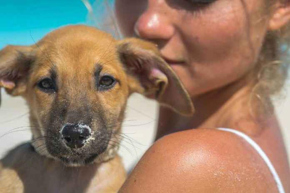 Op dit eiland kan je naar hartelust met puppy's knuffelen