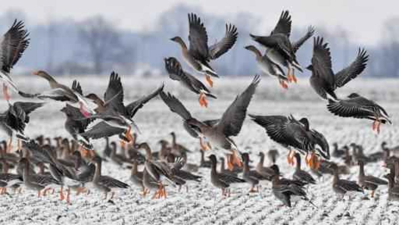 Natuurpunt telt opvallend veel trekvogels in natuurcompensatiegebied
