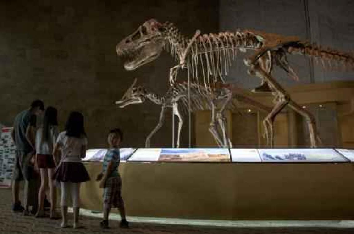 Nieuw fossiel houdt het midden tussen zwaan en dinosaurus