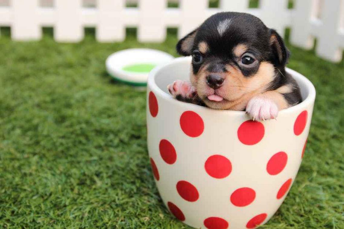 Cadeautip: Deco voor dierenliefhebbers