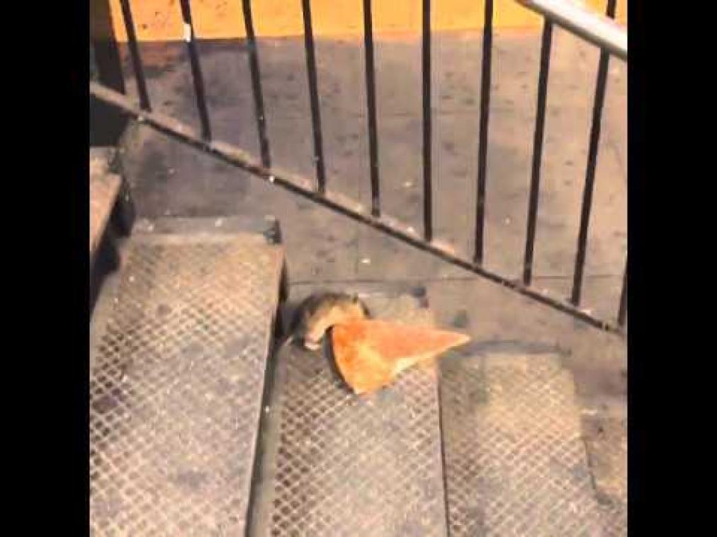 Rat neemt stuk pizza mee de trap af