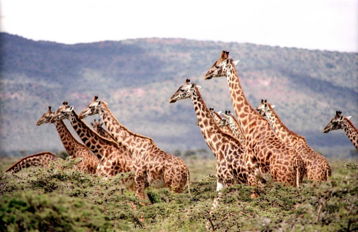 Giraffen neuriën als de nacht valt