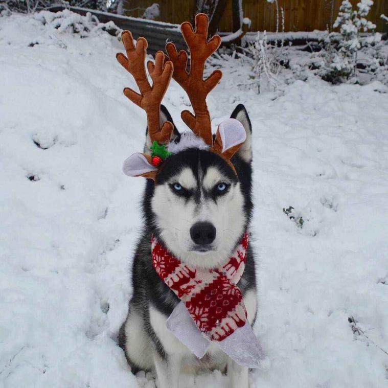 Deze hond heeft duidelijk geen zin in Kerstmis