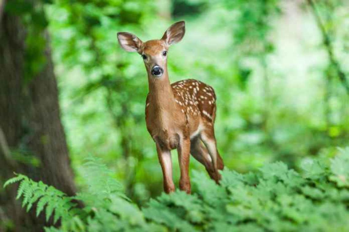 VIDEO. Bambi op het ijs wordt even realiteit