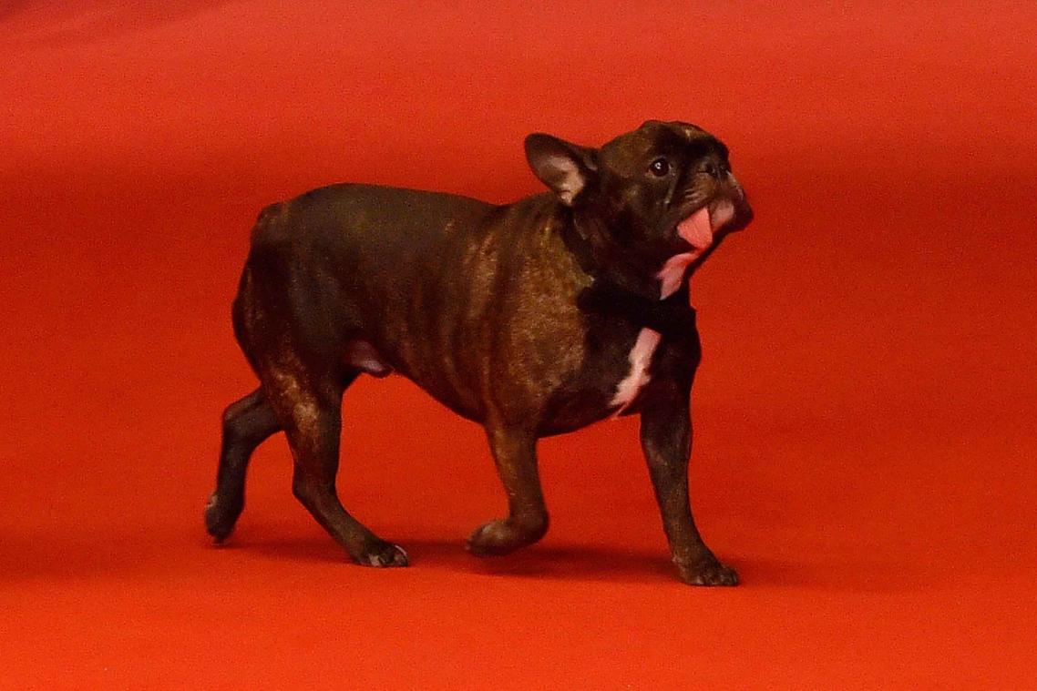 Carrie Fishers familie ruziet over haar hond