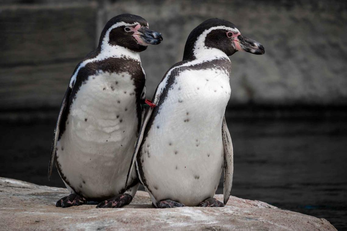 Prehistorische reuzenpinguïn ontdekt in Nieuw-Zeeland