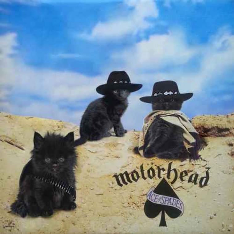 IN BEELD. Deze albumcovers werden gepimpt met katten