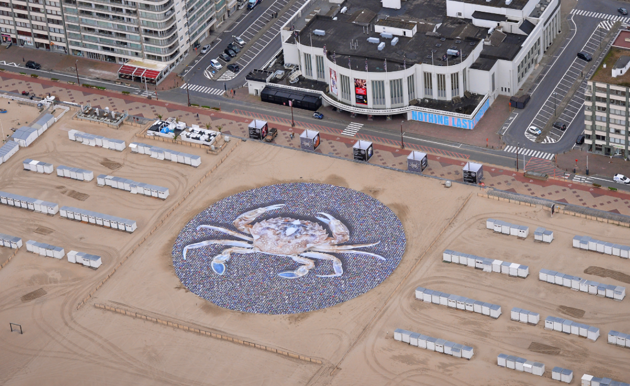 Reuzenkrab op het strand van Knokke