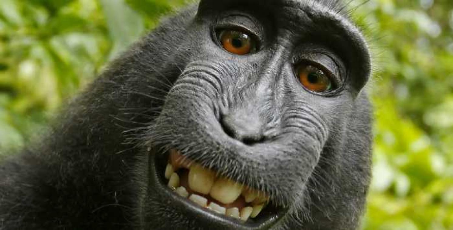 PETA eist dat aap auteursrechten krijgt