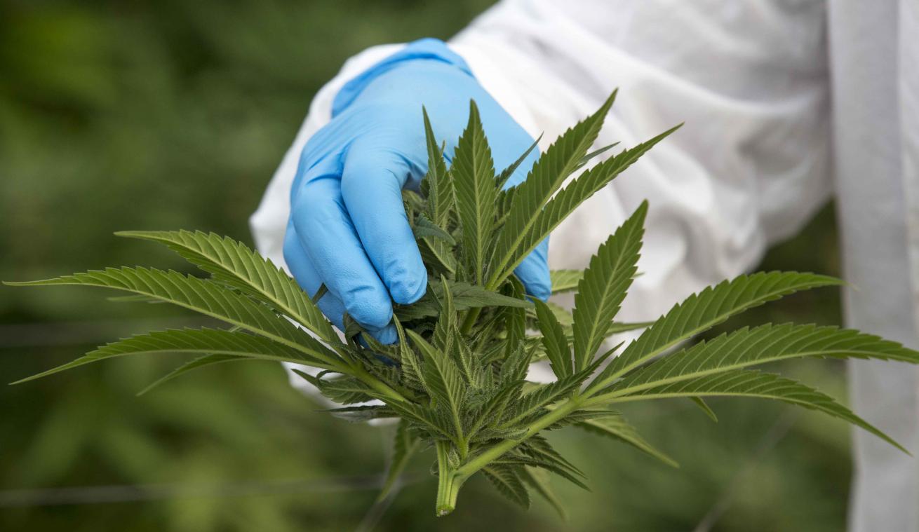 WHO: "Medicinale marihuana is niet gevaarlijk"