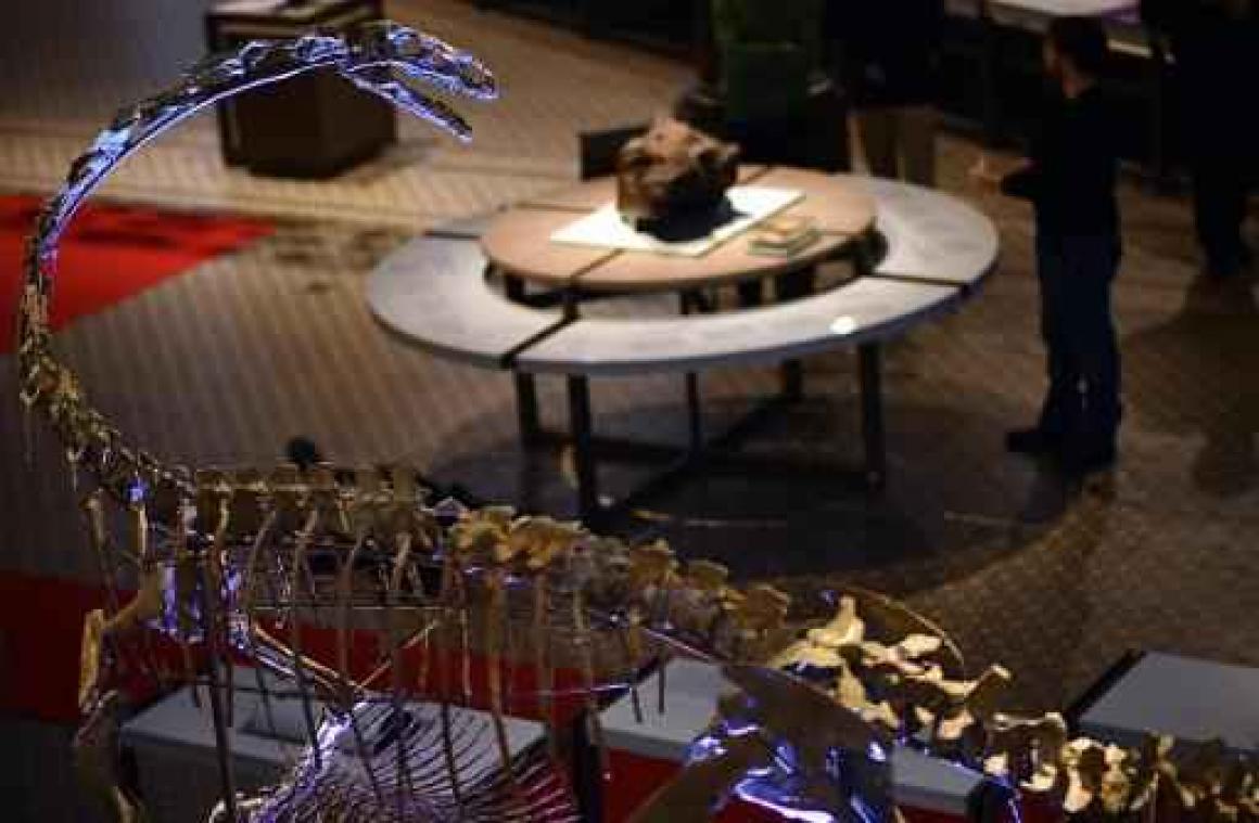 Plateosaurus Ben maakt intrede in Galerij van de Dinosauriërs