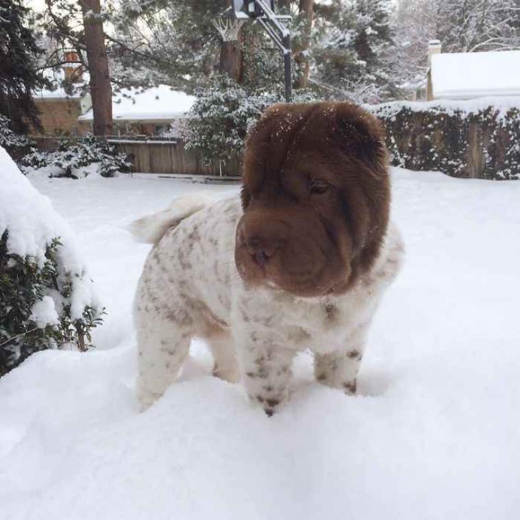 Deze hond heeft het uiterlijk van een beer