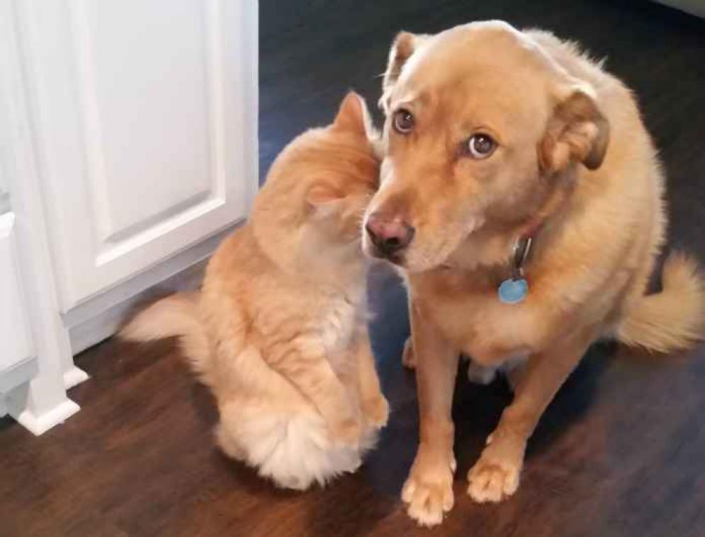 IN BEELD. Deze Snapchatters fotografeerden hun hond op het perfecte moment