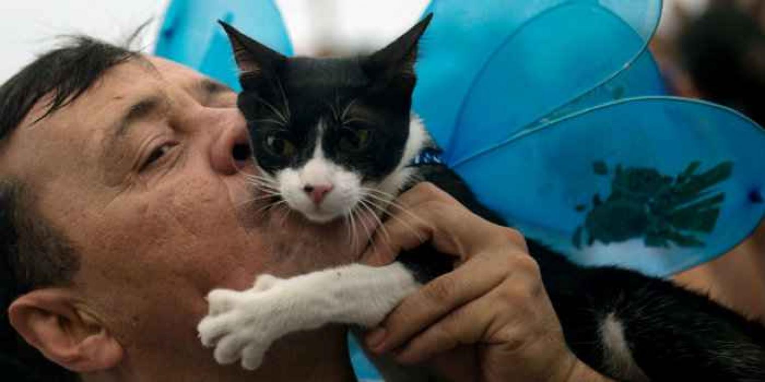 Foto's van katten populairder dan selfies