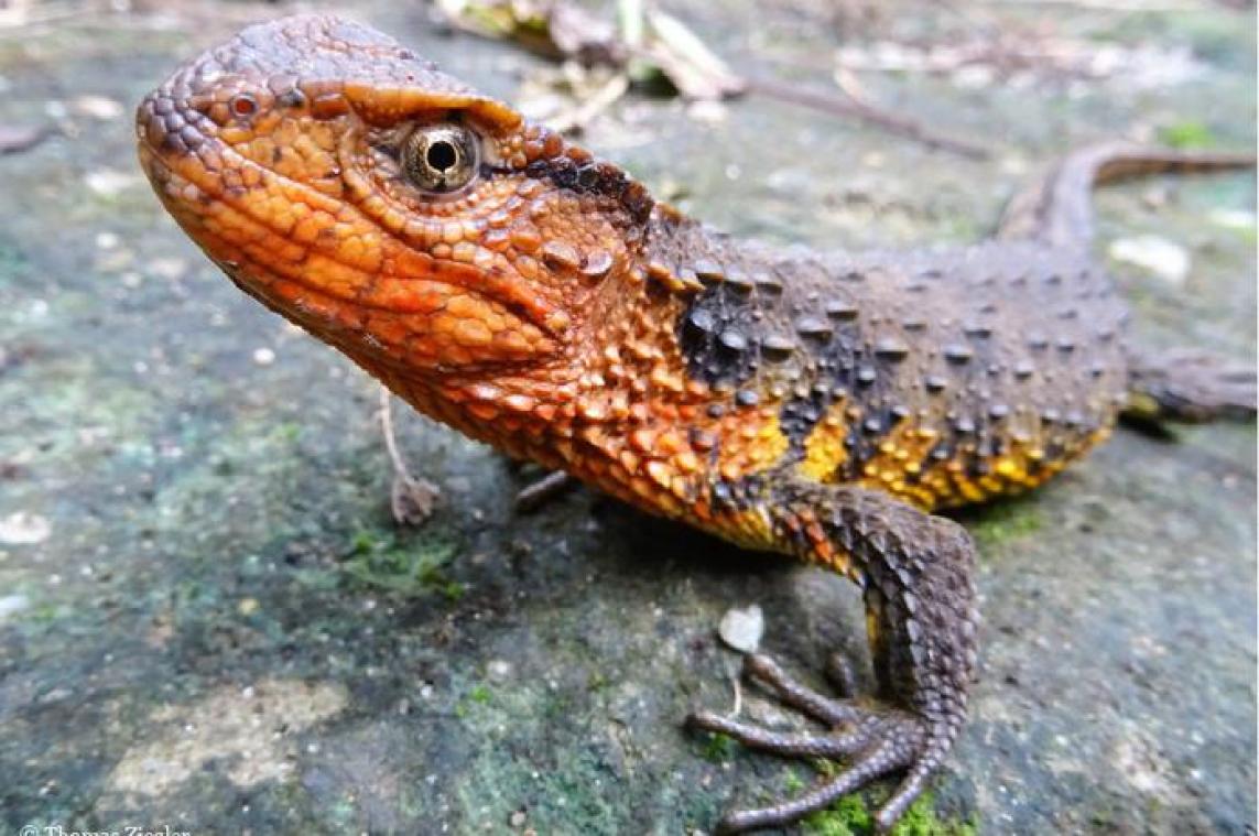 Wetenschappers ontdekken 115 nieuwe dieren en planten