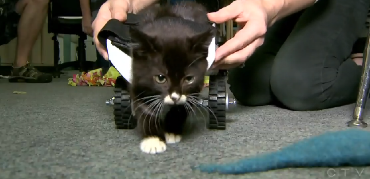 Tieners bouwen rolstoel voor kat