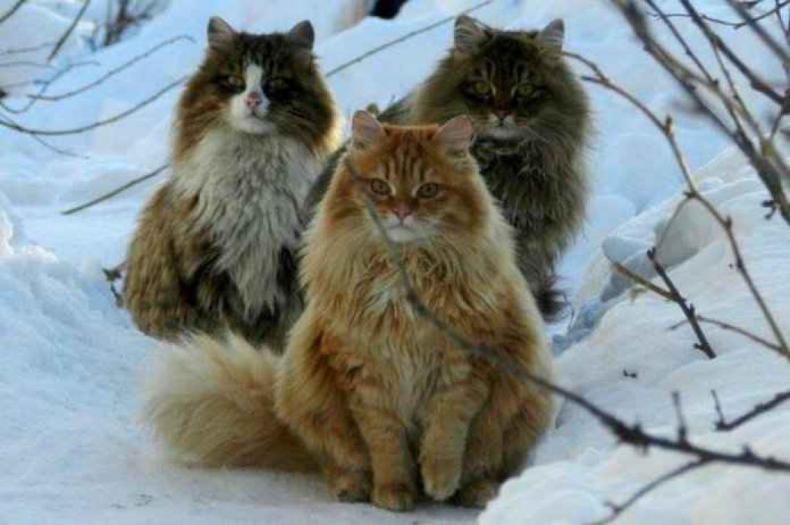 Schattig: Siberische katten palmen een boerderij in