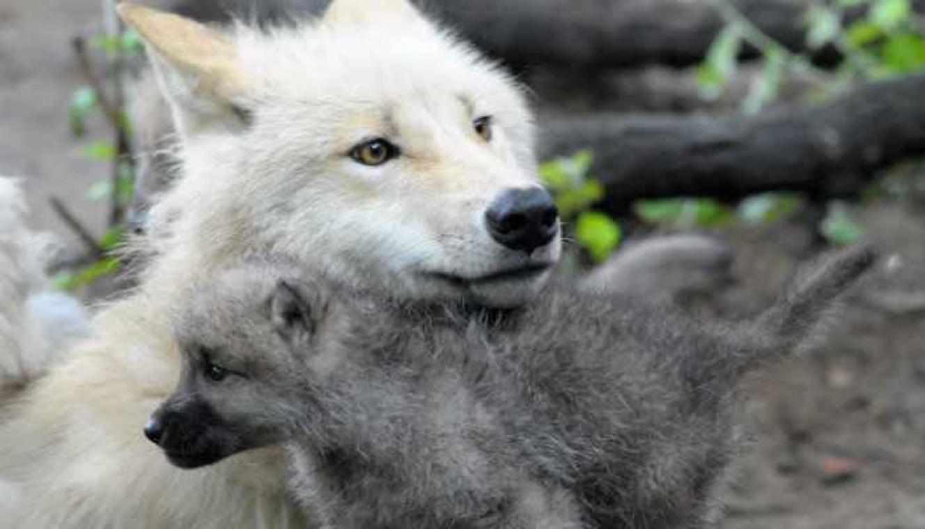 Update: Wolf in hotelkamer Sotsji is een grap