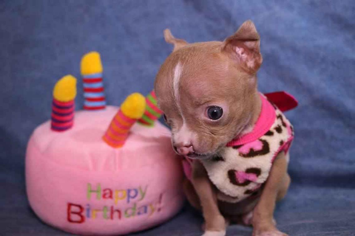 VIDEO. Dierenarts ontfermt zich over zwakke puppy met hazenlip