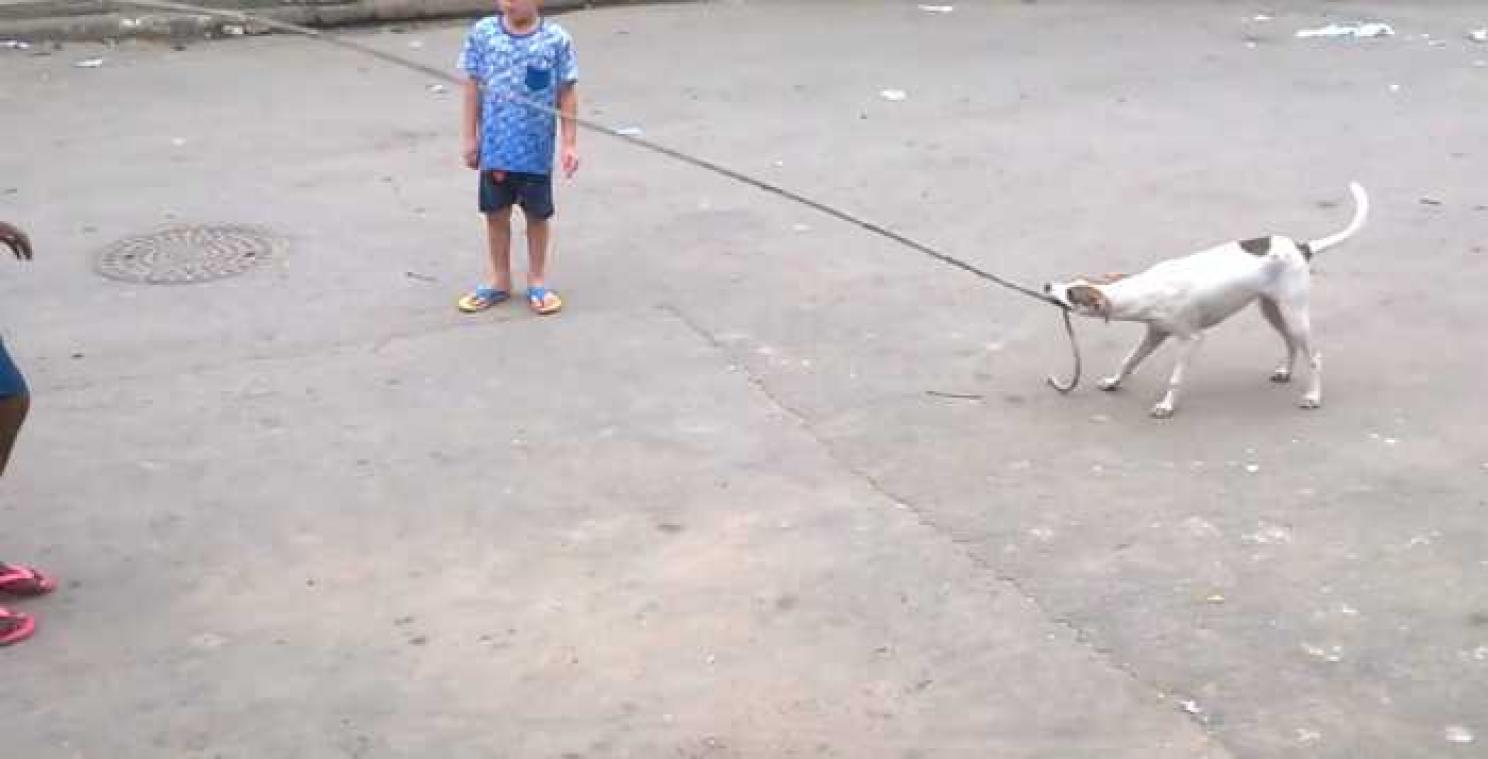 Aardige hond helpt kinderen met touwtjespringen