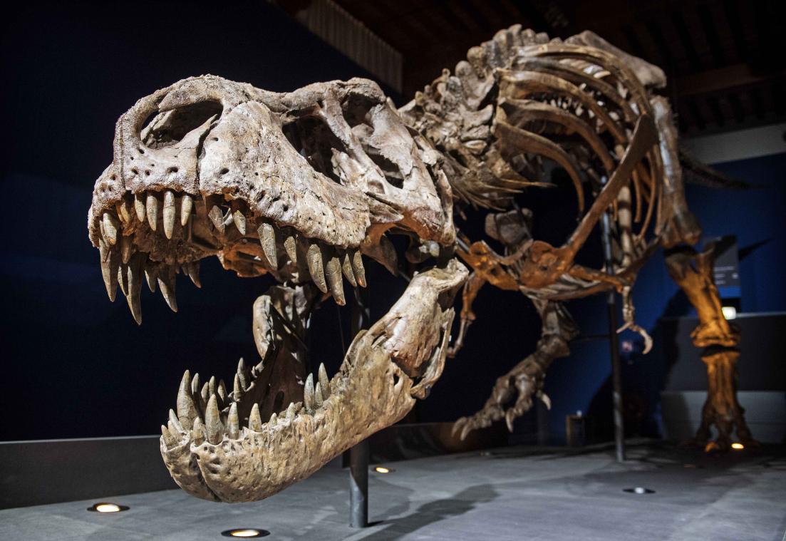 Drie T-Rexen verstoren live-uitzending