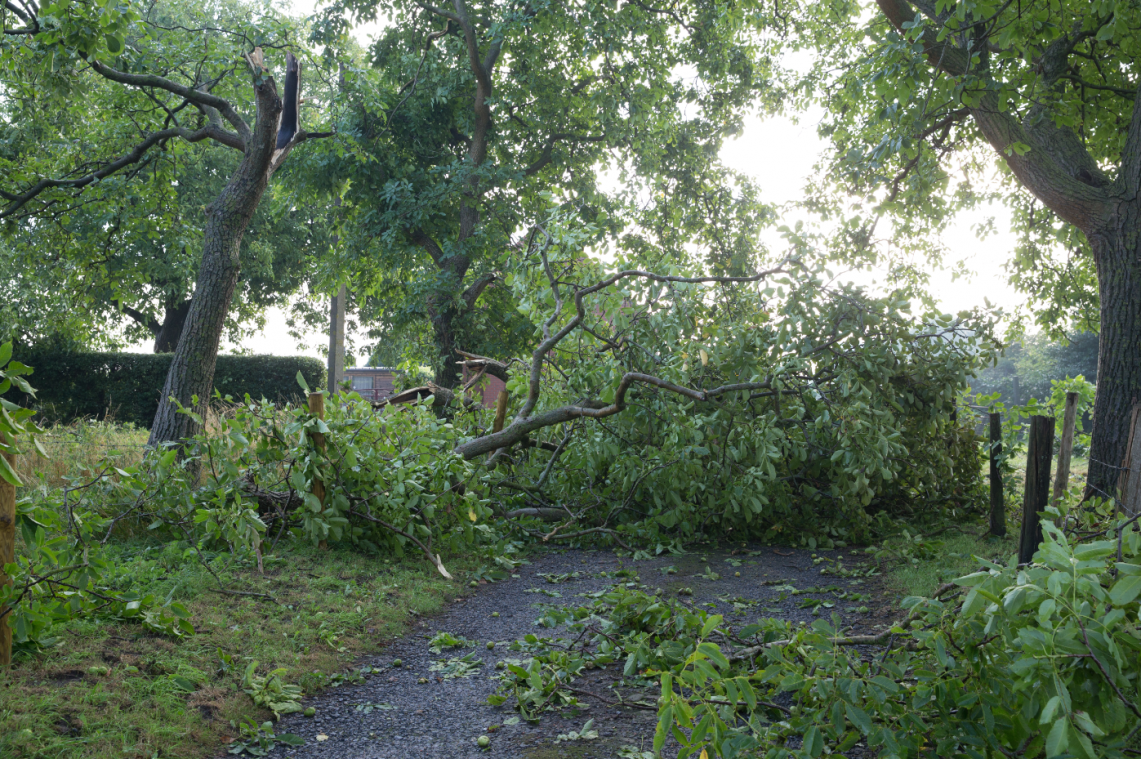 Parken in Brussel blijven morgen dicht door stormweer