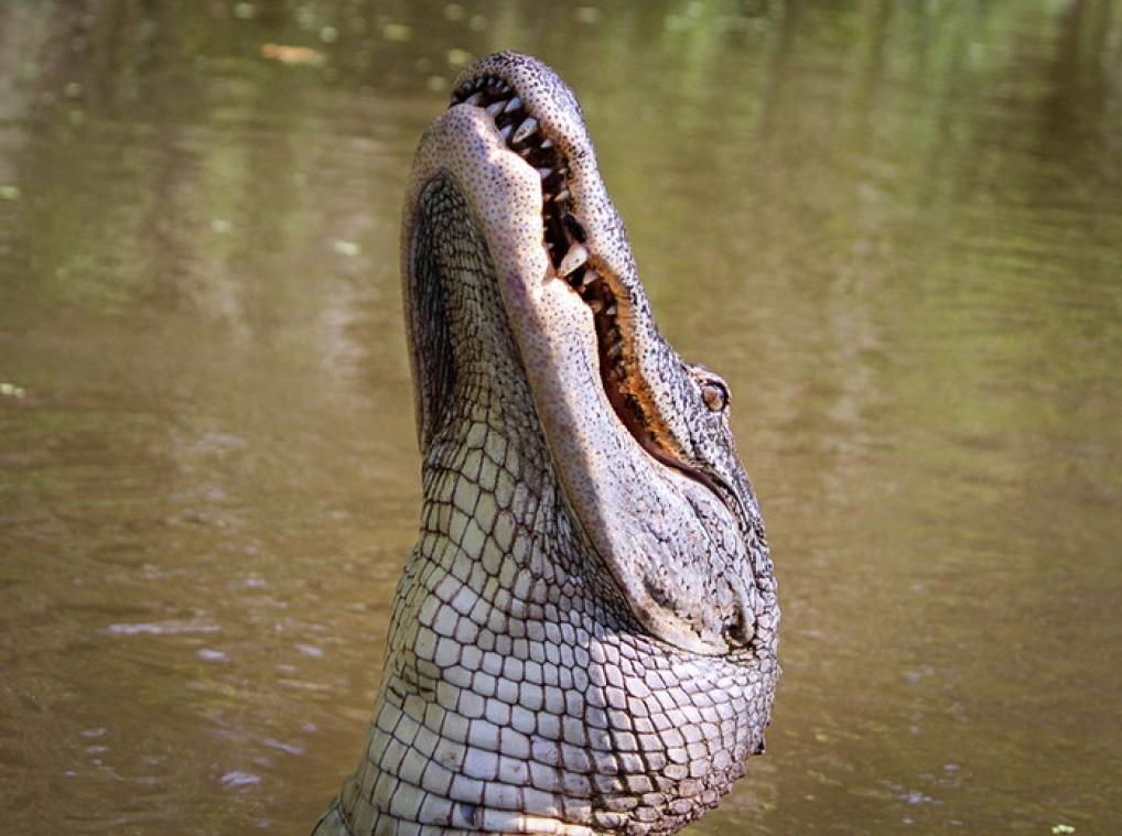 Sri Lankaanse krokodil overleeft op rijst