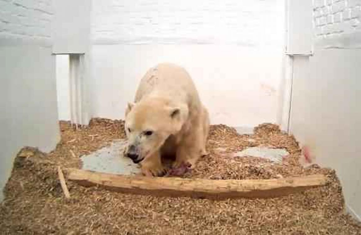 Babyijsbeer in Berlijnse zoo gestorven na kleine maand