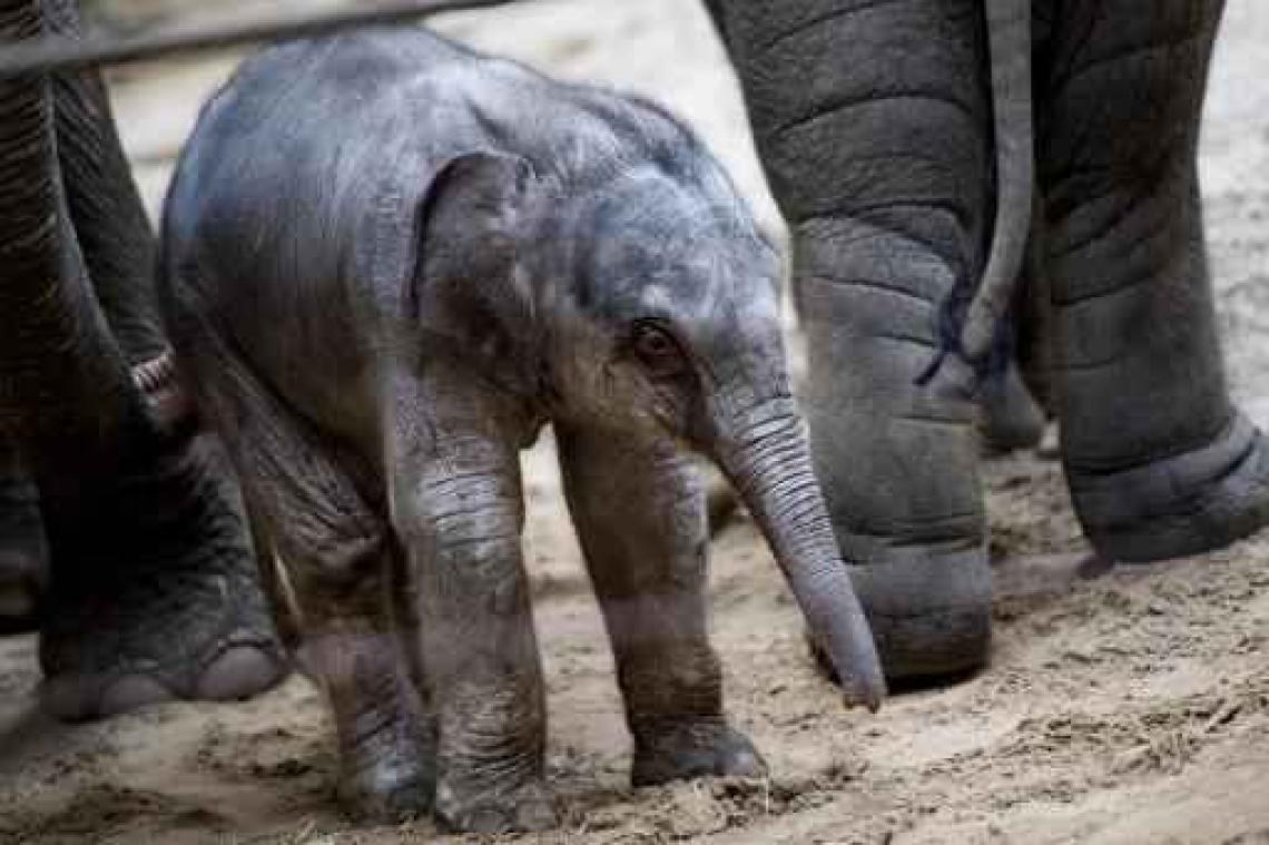 Olifantenbaby in Planckendael wordt "Suki" gedoopt