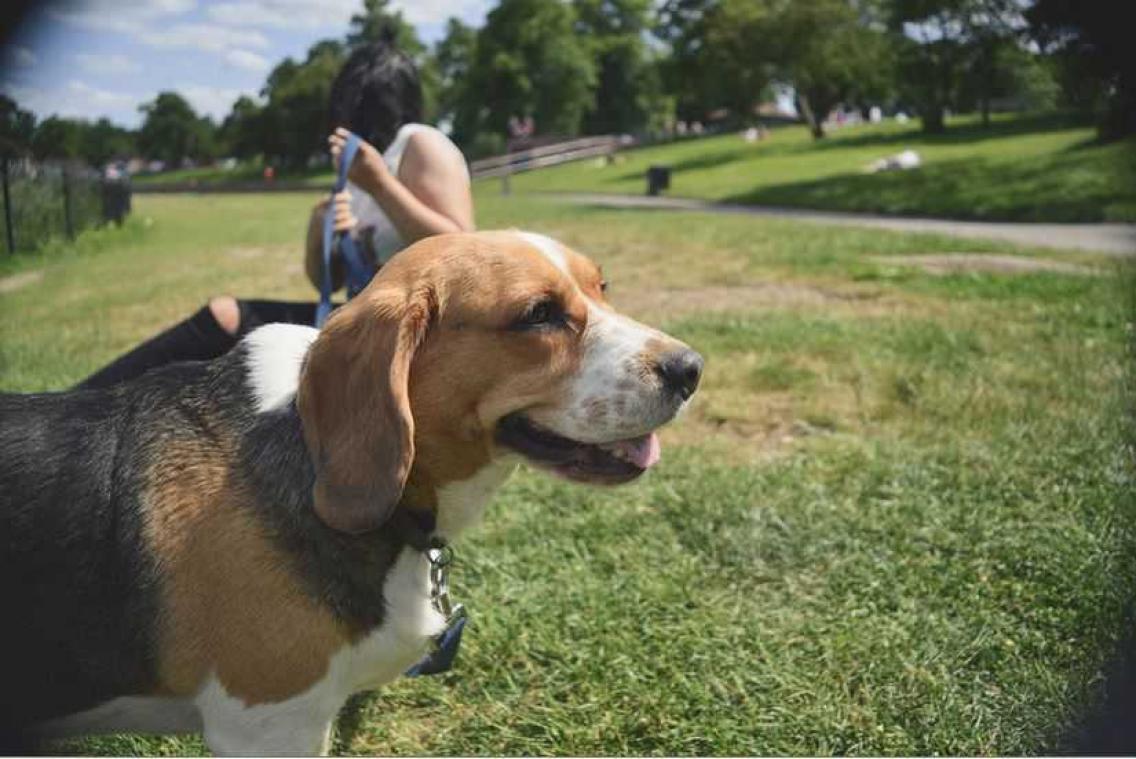 Doggydating: Tinder voor honden