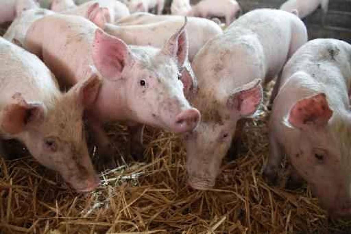 Animal Rights klaagt varkensboer aan na VTM-uitzending